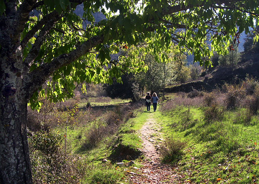 Senda hacia el pantano